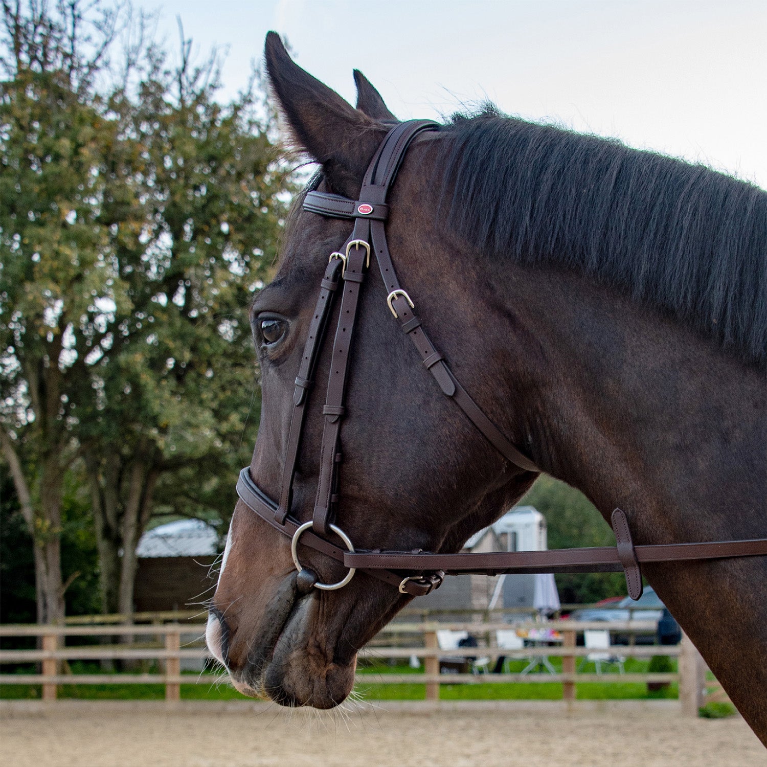 Whitaker Ready to Ride Snaffle Bridle   , 2 Colours, 4 Sizes