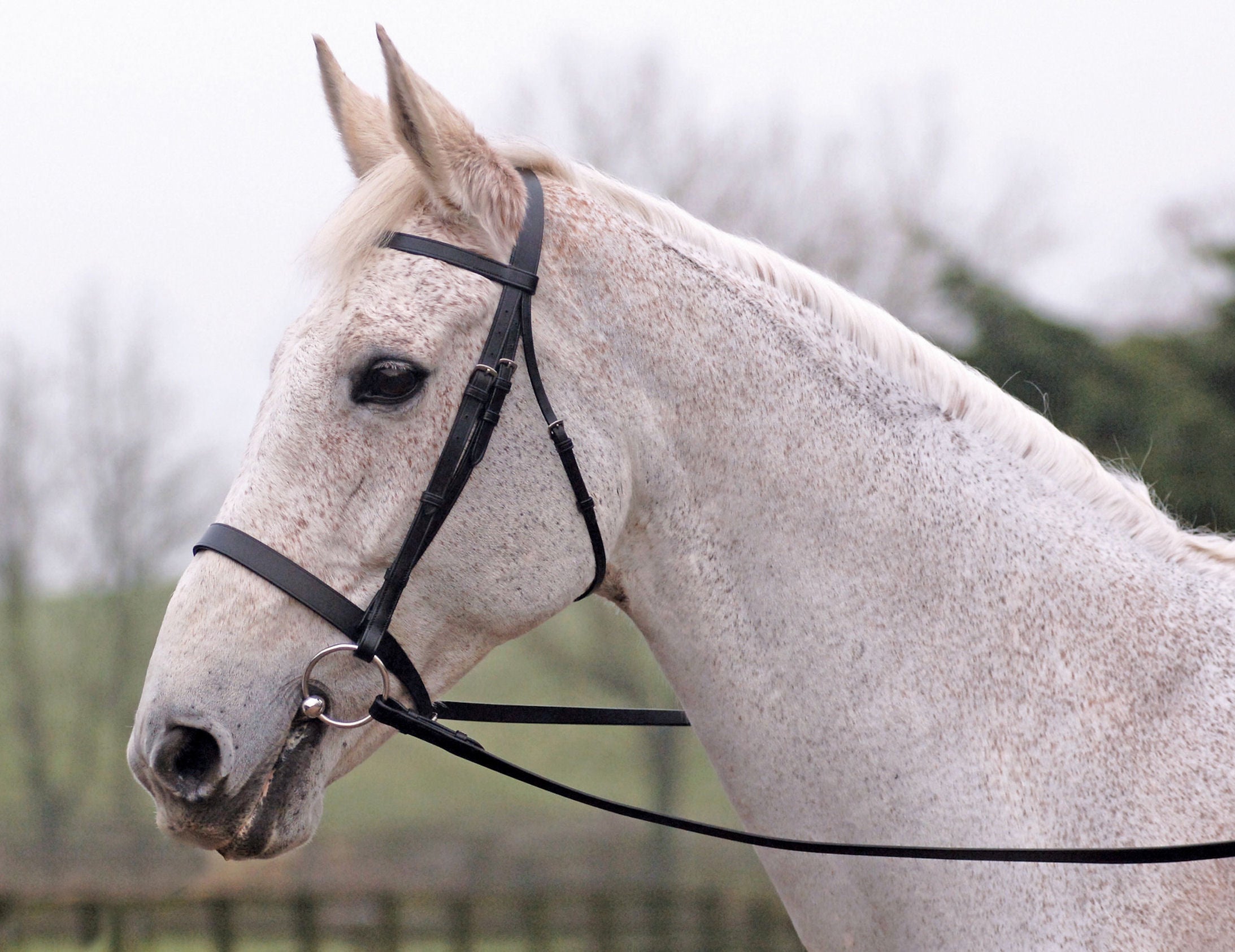 Cottage Craft Sovereign Lincoln Snaffle Bridle With Plain Reins Black or Havana