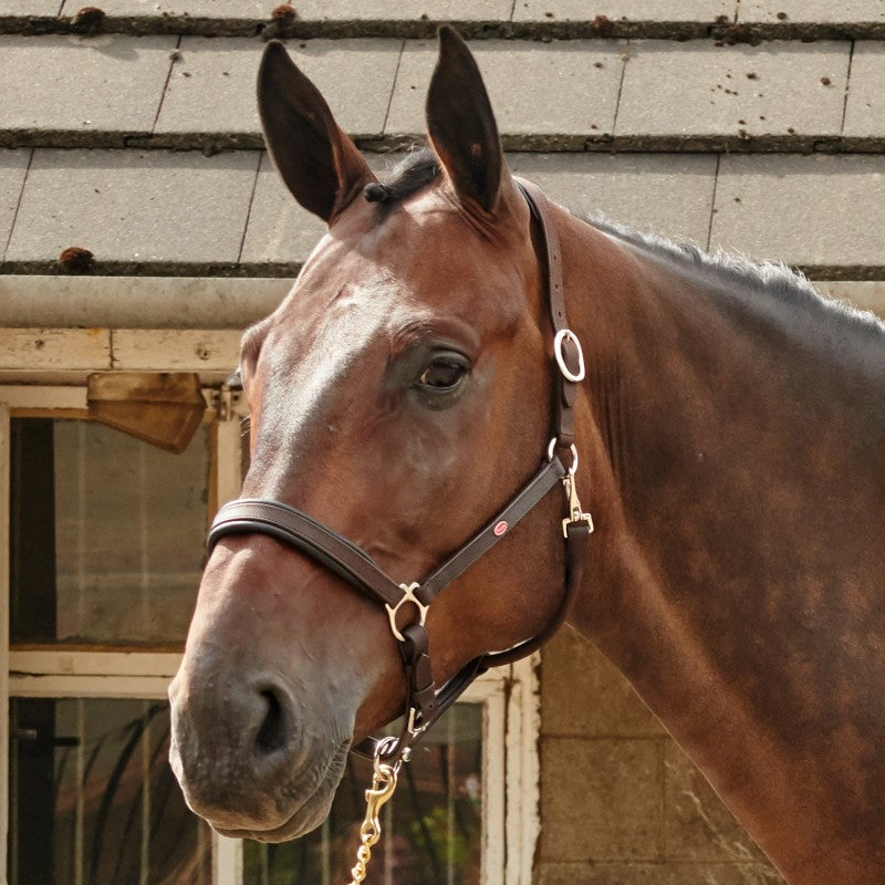 Whitaker Ready To Ride Leather Headcollar, 2 Colours, 4 Sizes
