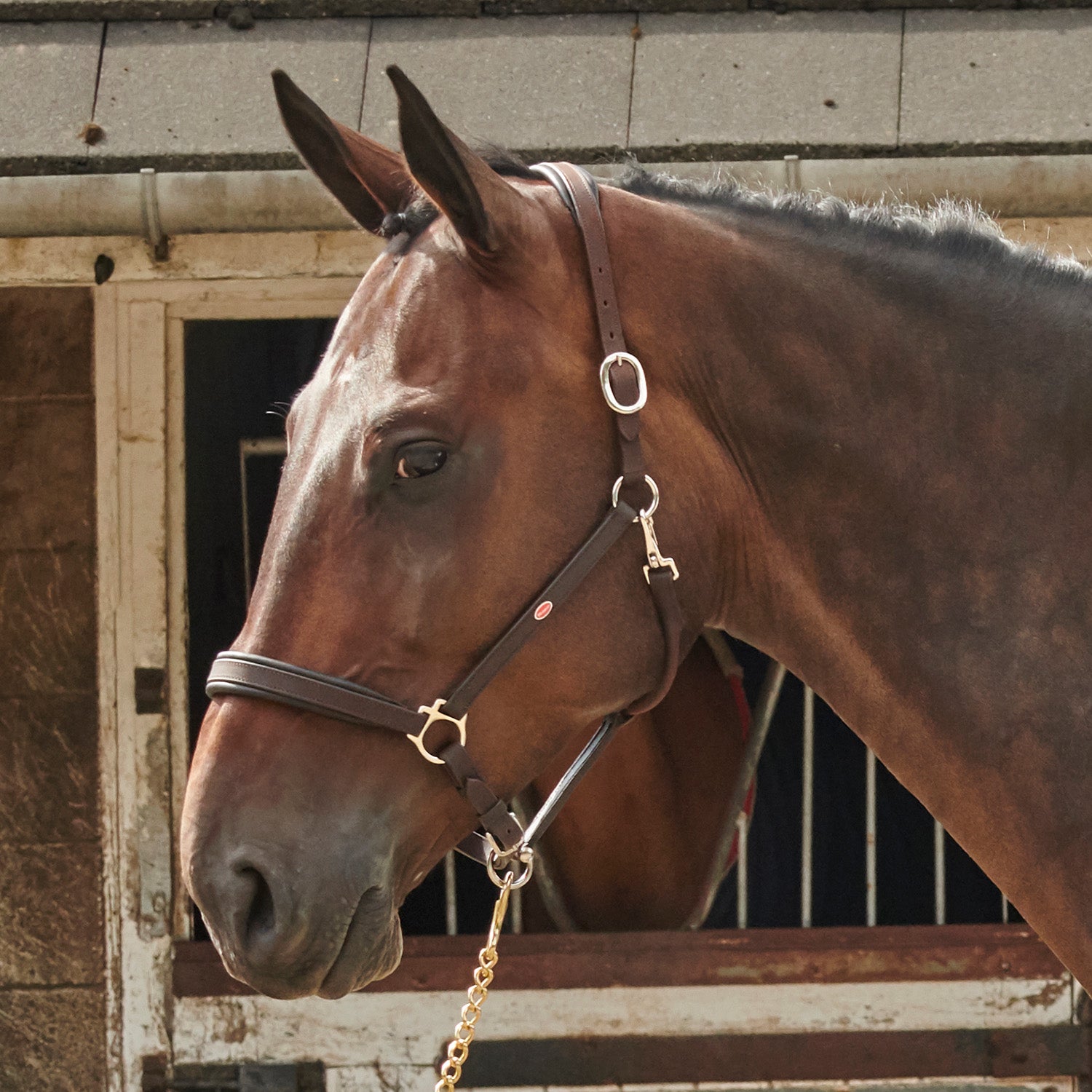 Whitaker Ready To Ride Leather Headcollar, 2 Colours, 4 Sizes
