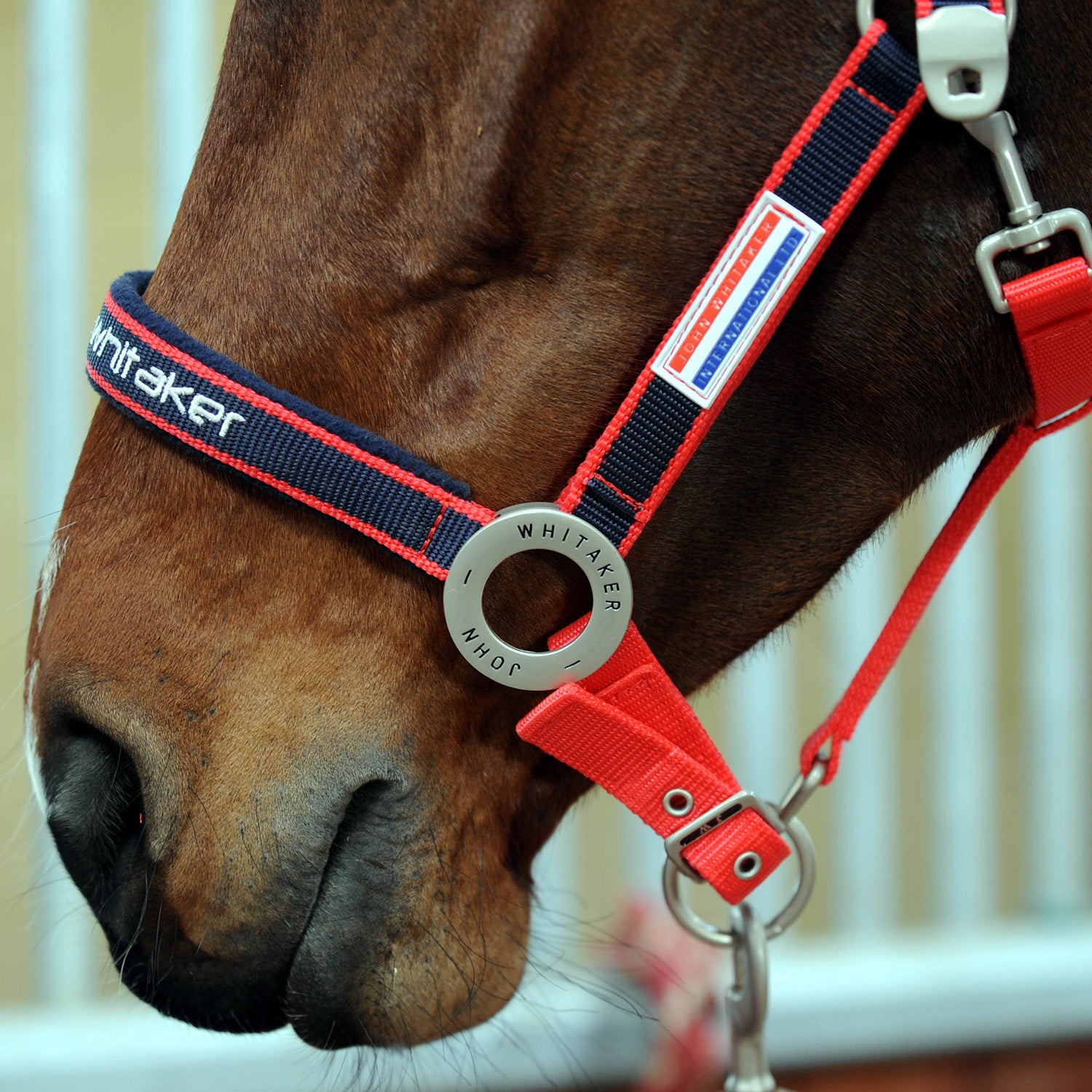 Whitaker Padded Fleece Headcollar  , Red/Navy, 3 Sizes