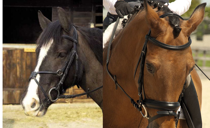 Rhinegold Leather Comfort Bridle Padded   All Sizes