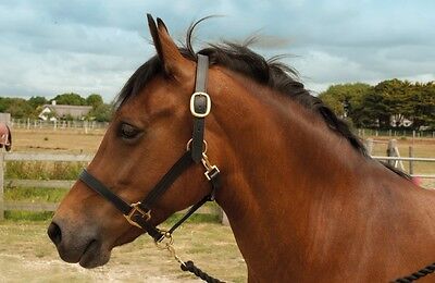 Picture of Windsor leather horse/pony headcollar halter,  black or havana head collar