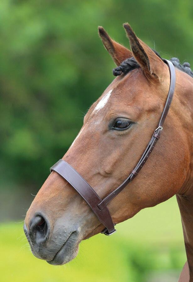 Picture of Shires Velociti Gara Hunter Cavesson Noseband | 2 Colours | 3 Sizes