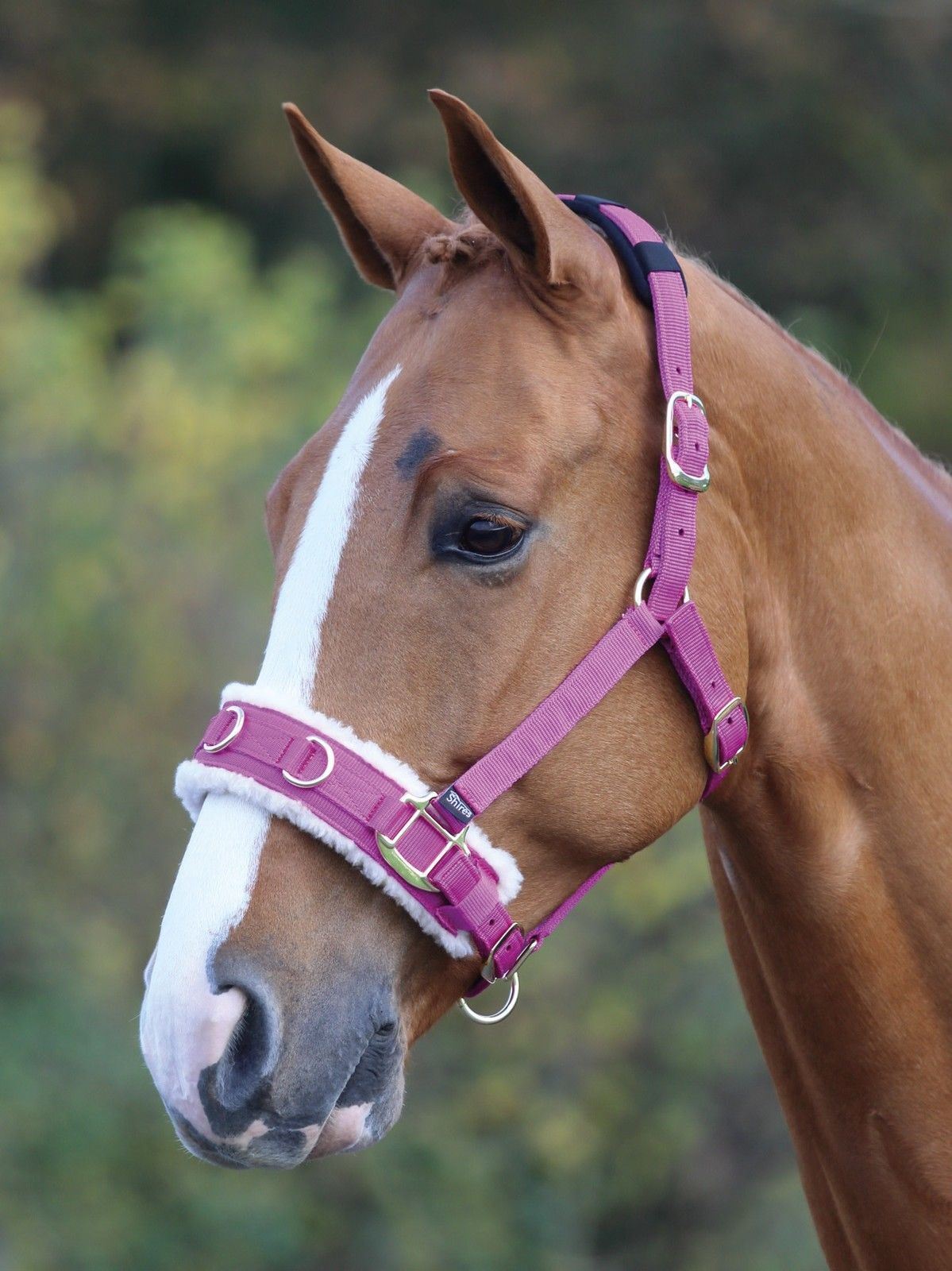 Picture of Shires Nylon Fleece Lined Lunge Cavesson in Black or Raspberry