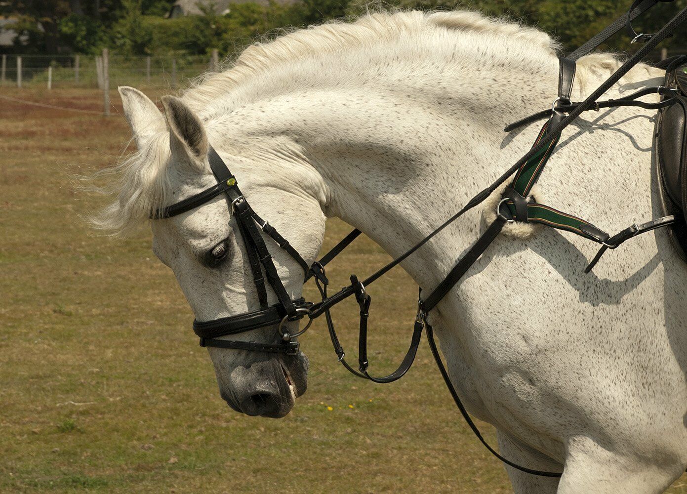 Picture of Rhinegold Leather Five 5 Point Breastplate | Black or Havana | Pony, Cob, Full