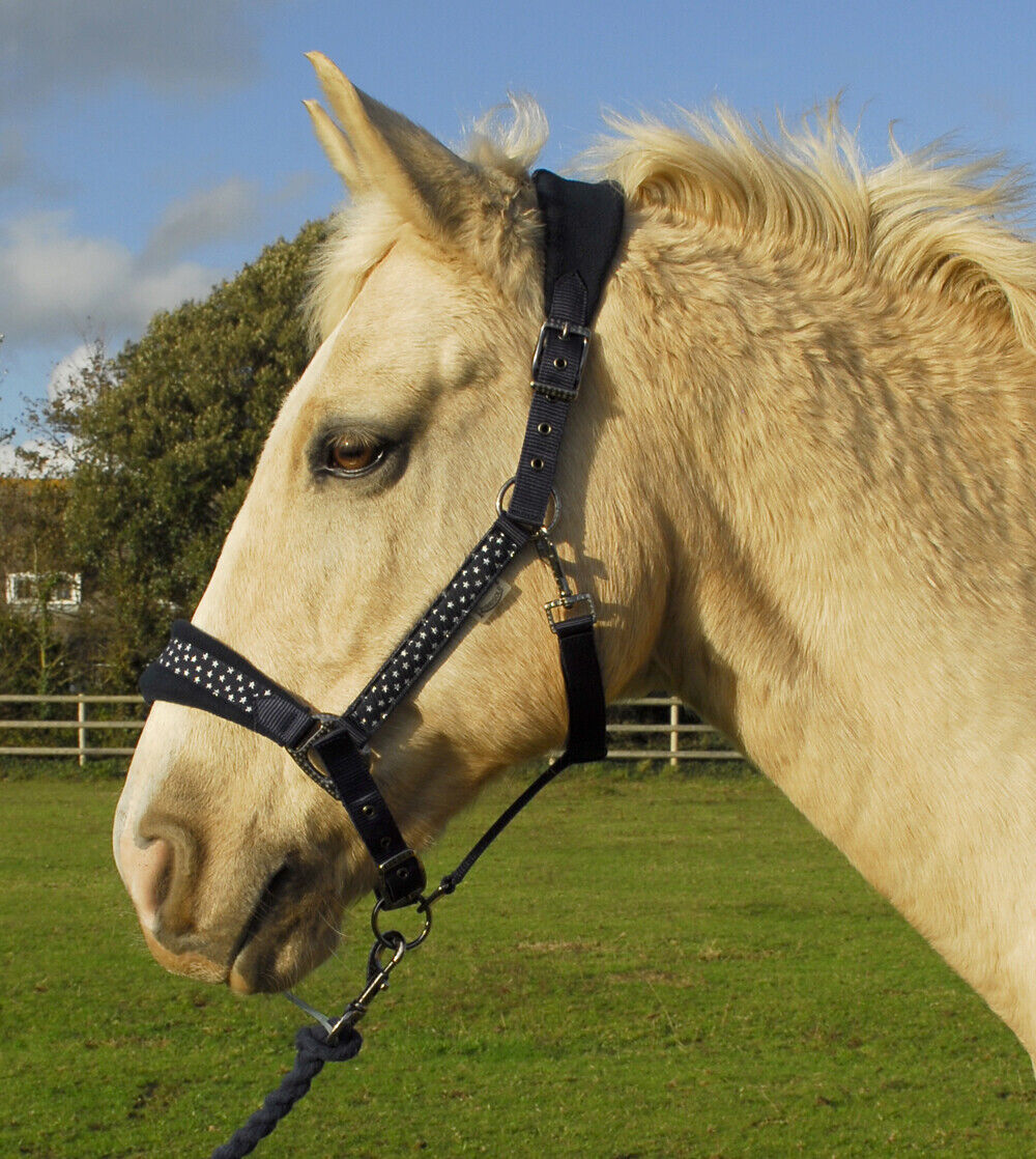 Picture of Rhinegold Star Spangled Headcollar & Rope Set | 4 Colours | Adjustable | 4 Sizes