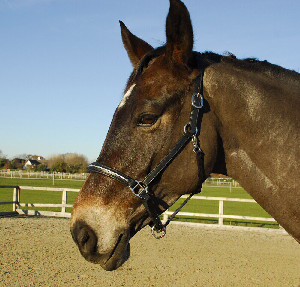 Picture of Rhinegold Rocco Italia Milano Leather Headcollar |Dual Adjustable| Padded, Black