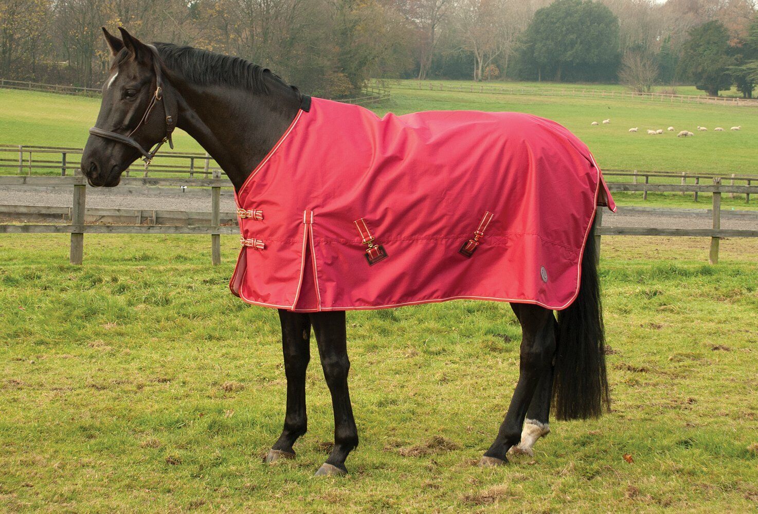 Picture of Rhinegold Torrent Lightweight No Fill Horse Turnout Outdoor Rug 0g Waterproof