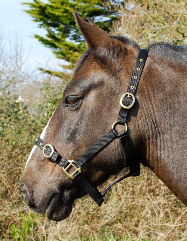 Picture of Rhinegold Nylon Horse/Pony Headcollar | Adjustable | 18 Colours | 4 Sizes