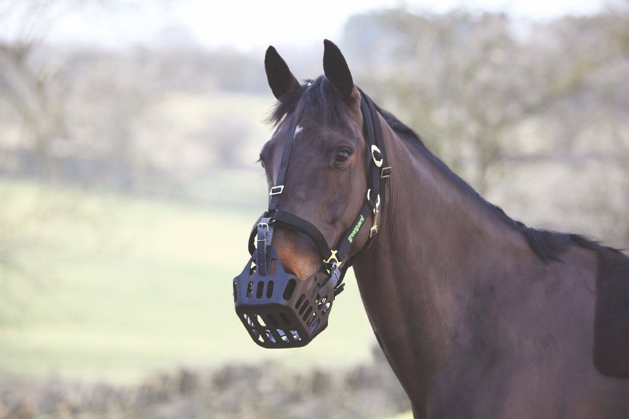 Picture of Greenguard Headcollar in Black to be used with Greenguard Muzzle, 4 sizes
