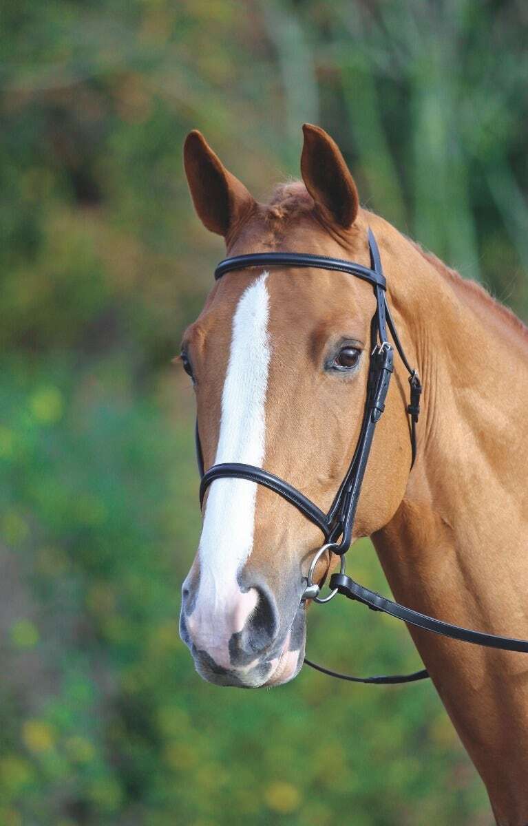 Picture of Shires Velociti Gara Raised Cavesson Bridle | 2 Colours | 3 Sizes