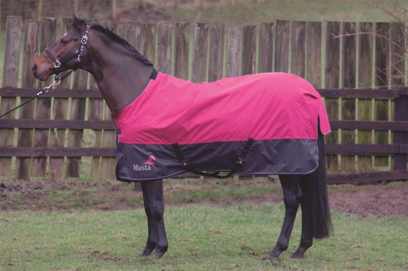 Picture of Masta Avante Winter Heavyweight Horse Turnout Rug Blanket|  340g | 600 Denier
