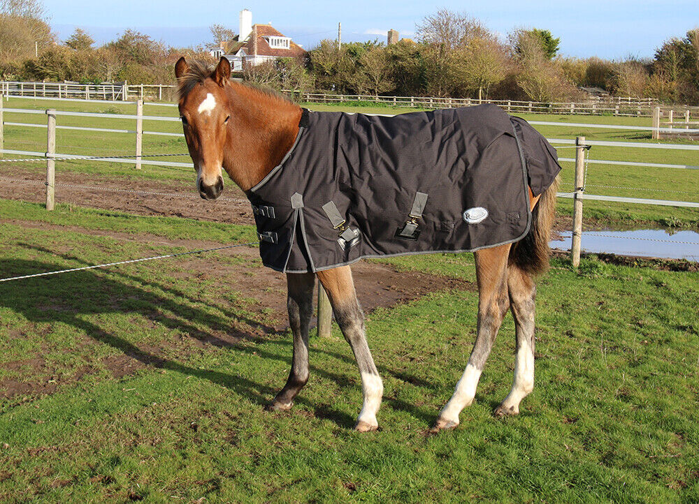 Picture of Rhinegold Konig 200g 600D Pony / Foal Outdoor Turnout Rug in Black or Red