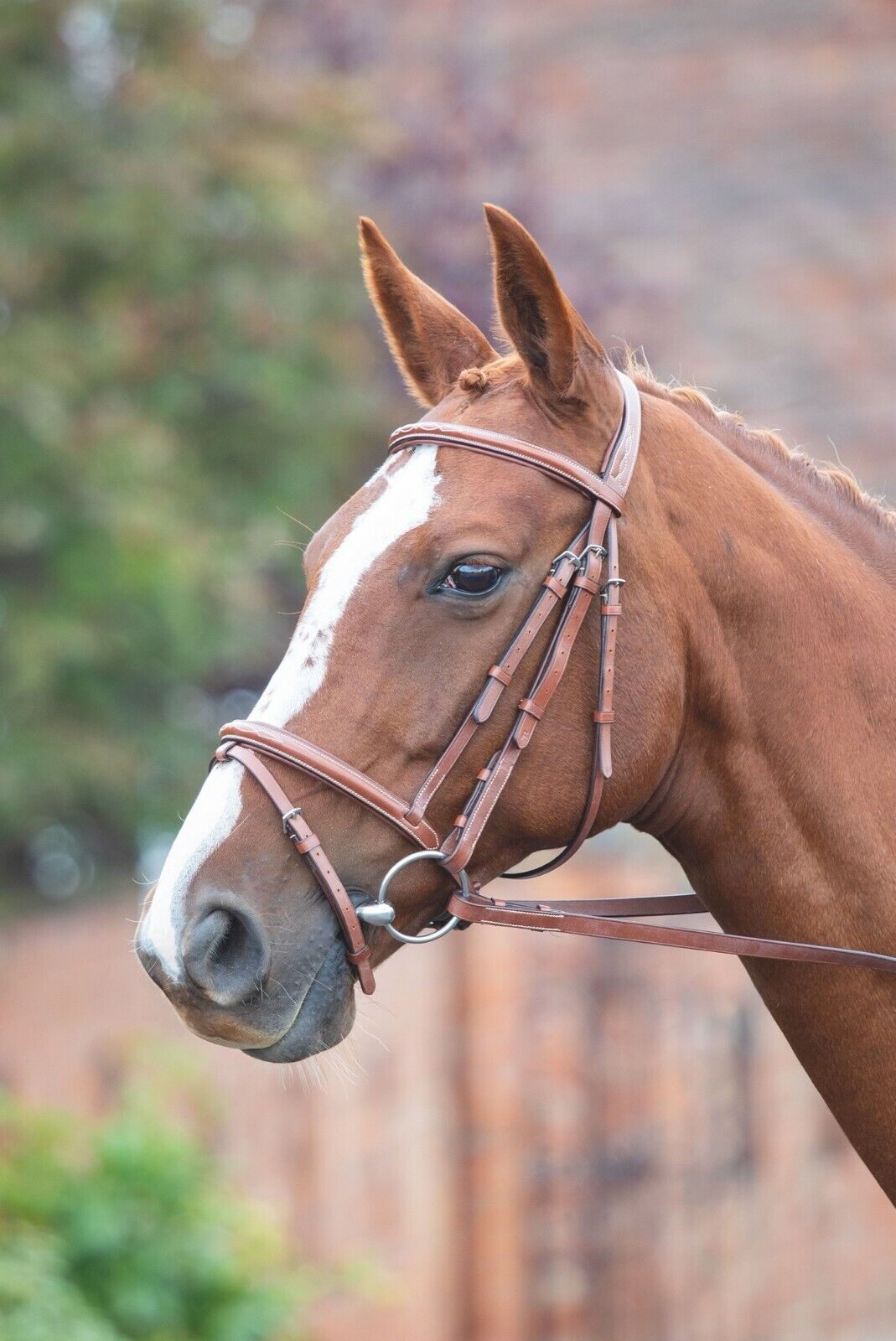 Picture of Shires Avignon Padded Raised Flash Leather Horse/Pony Bridle | 3 Colours