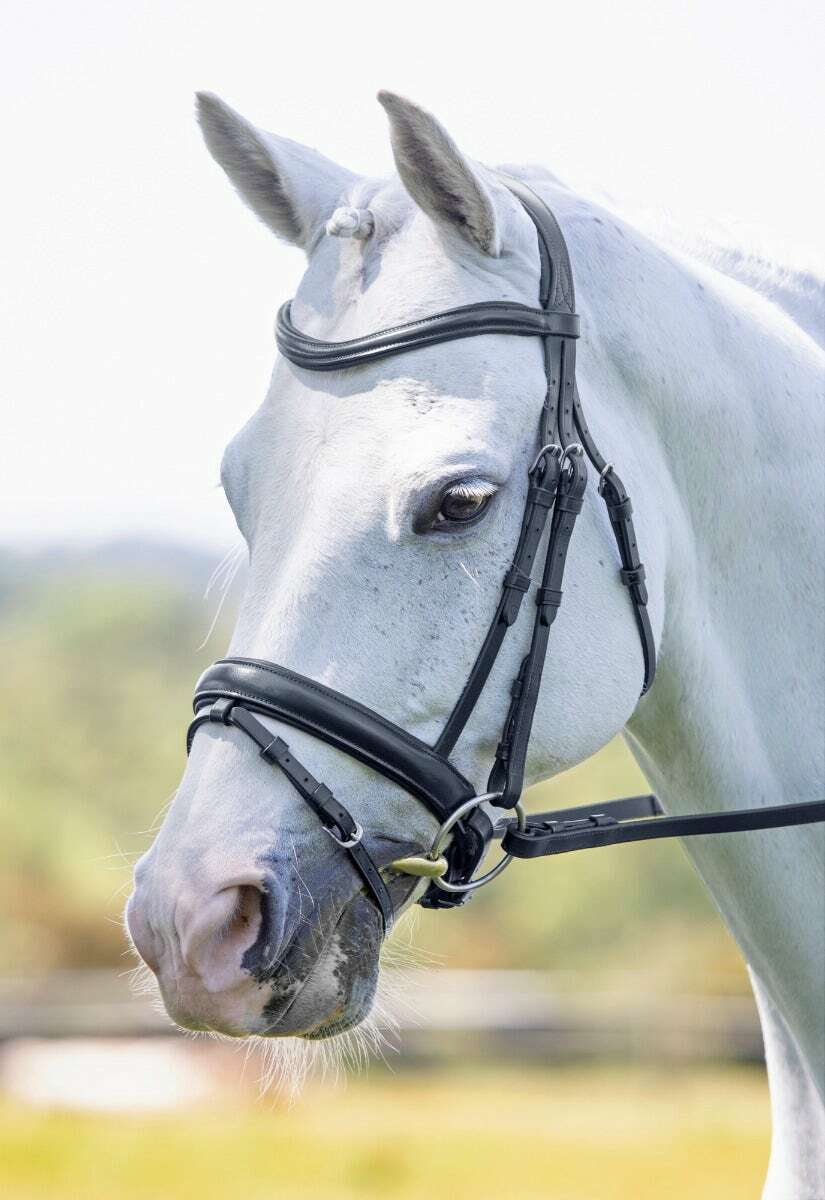 Picture of Shires Velociti Rapida Dressage Flash Bridle | 2 Colours | 3 Sizes