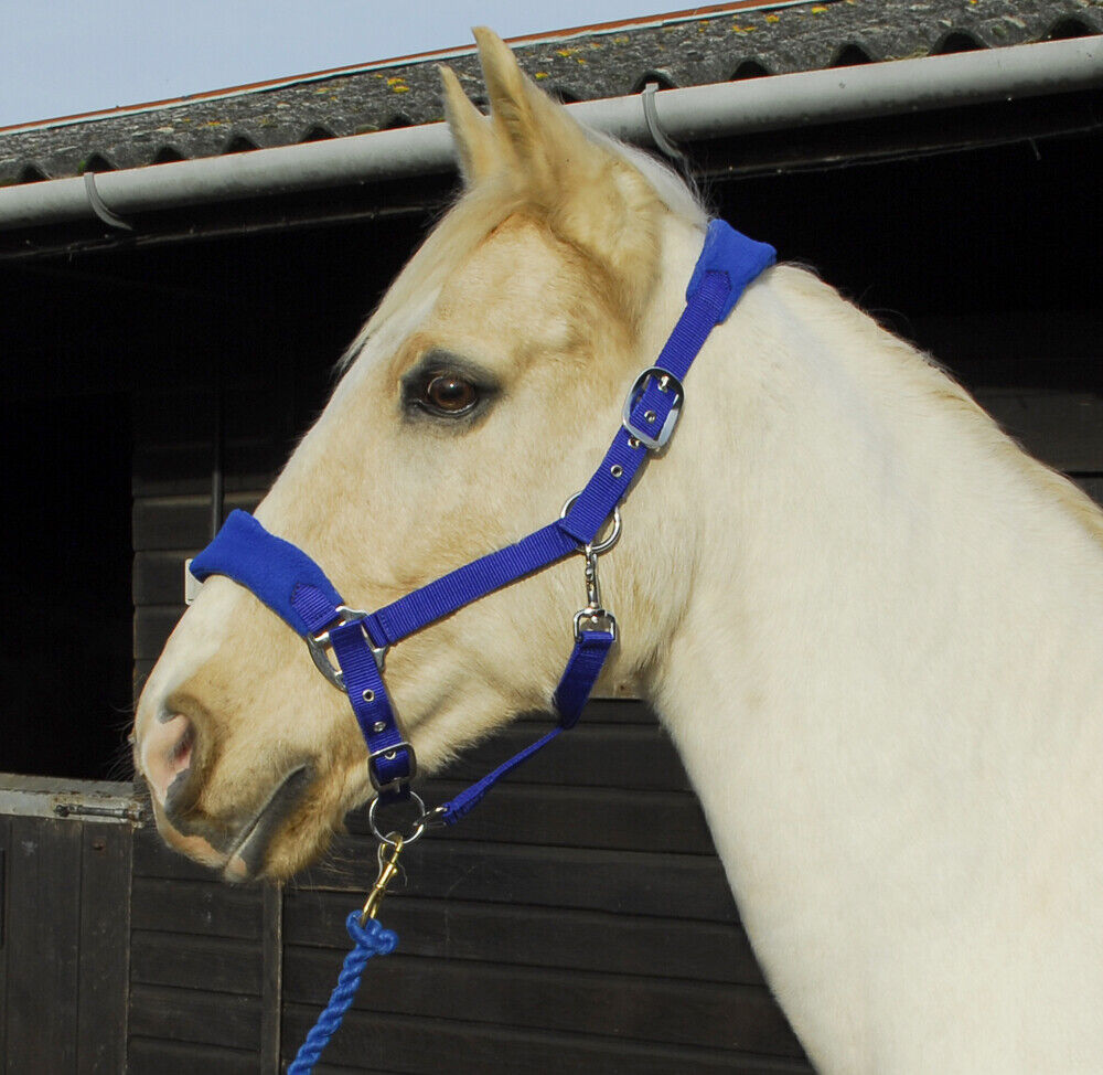 Picture of Rhinegold Comfort Padded Headcollar And Lead Rope Set | 4 Colours | Adjustable