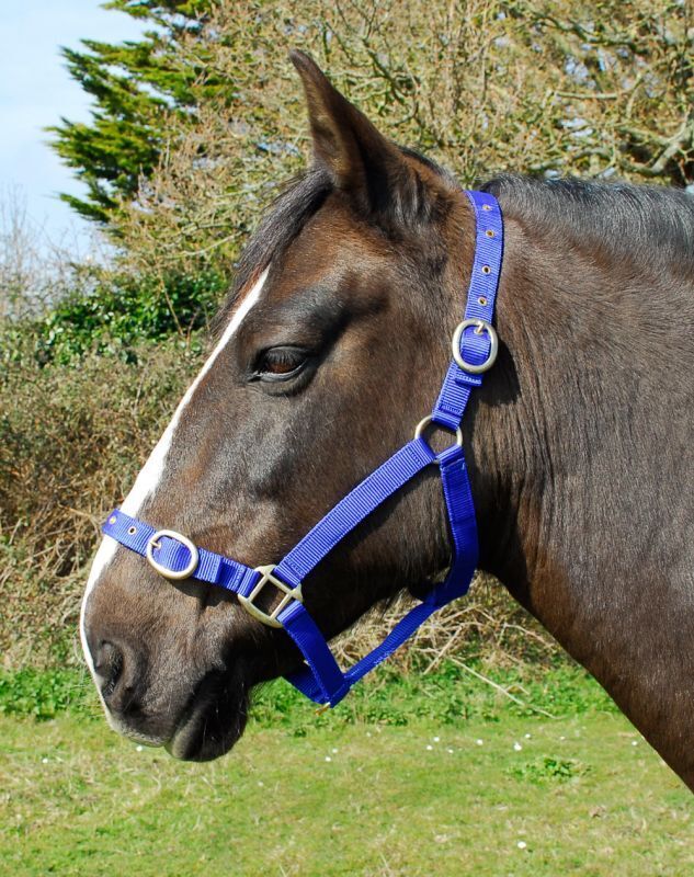 Picture of Rhinegold Nylon Horse/Pony Headcollar | Adjustable | 18 Colours | 4 Sizes