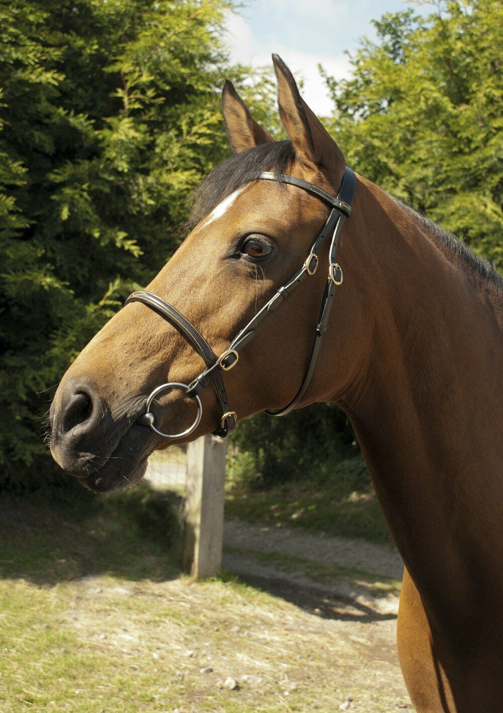 Picture of Heritage English Leather inhand Horse Bridle | Black or Havana | 4 Sizes