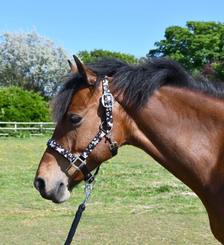 Picture of Rhinegold Unicorn Padded Pony Headcollar And Matching Lead Rope Set | 4 Colours