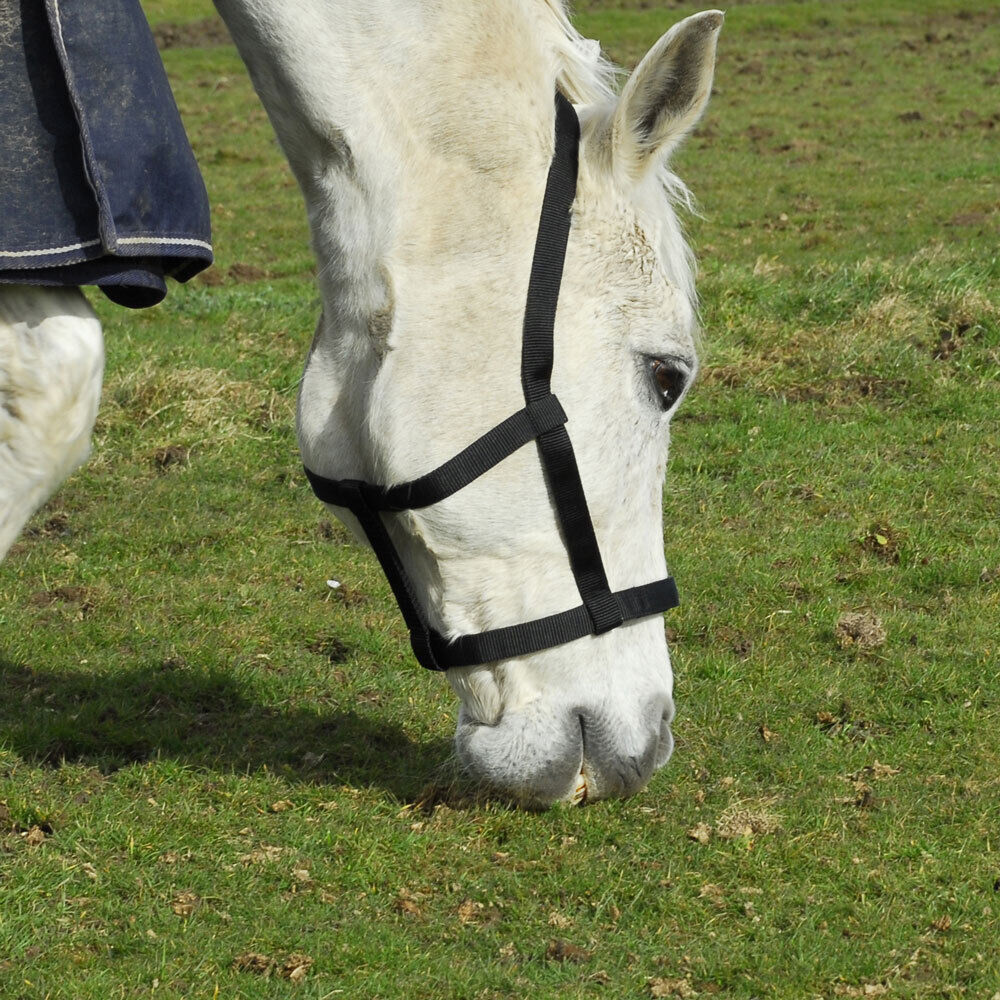 Picture of Rhinegold Field Safe Headcollar | 4 Colours | 5 Sizes | Touch Tape Adjustable