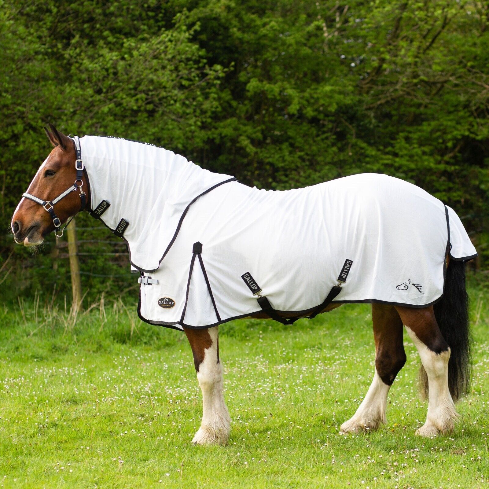 Picture of Gallop Fly Mesh Dual Fly Rug and Neck Set, 4'9"-7'0", White,