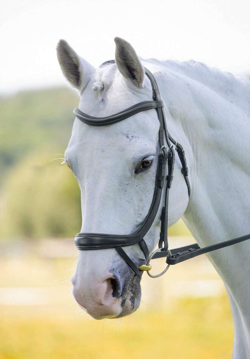 Picture of Shires Velociti Rapida Ergonomic Curved Flash Bridle | 2 Colours | 4 Sizes