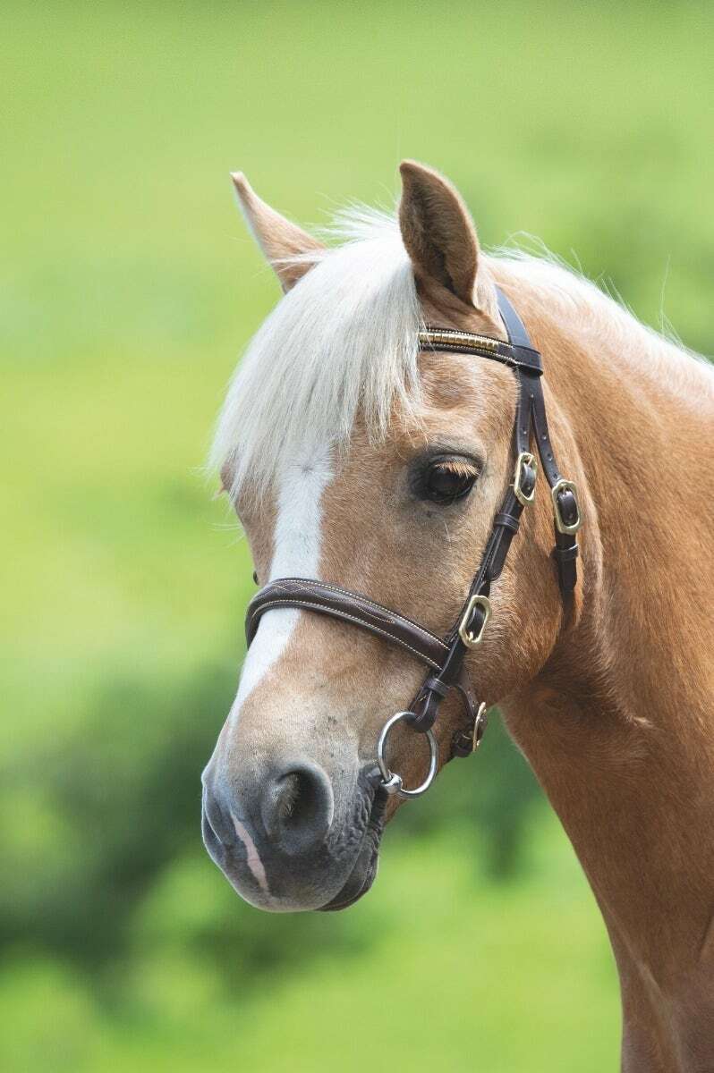 Picture of Shires Velociti Gara Clincher In-Hand Horse/Pony Bridle | 2 Colours | 4 Sizes