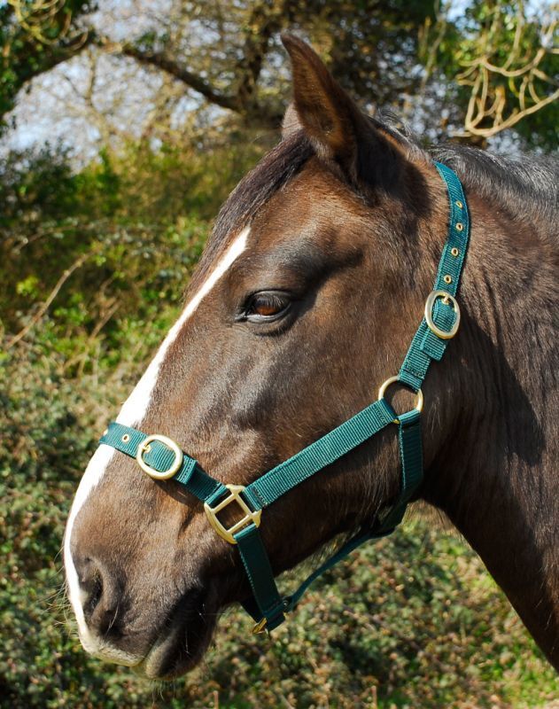 Picture of Rhinegold Nylon Horse/Pony Headcollar | Adjustable | 18 Colours | 4 Sizes