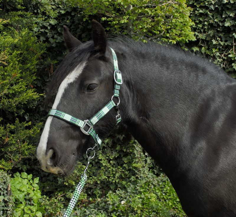 Picture of Rhinegold Carnival Padded Headcollar & Lead Rope Set | 7 Colours | 4 Sizes