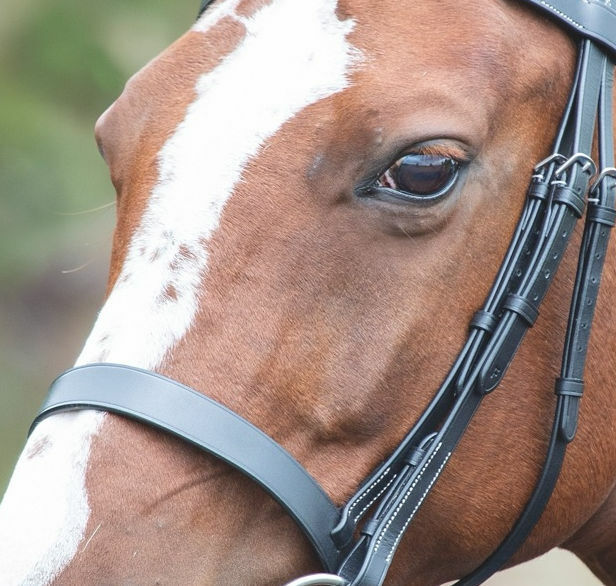 Picture of Shires Avignon Hunter Cavesson Leather Noseband |  3 Colours