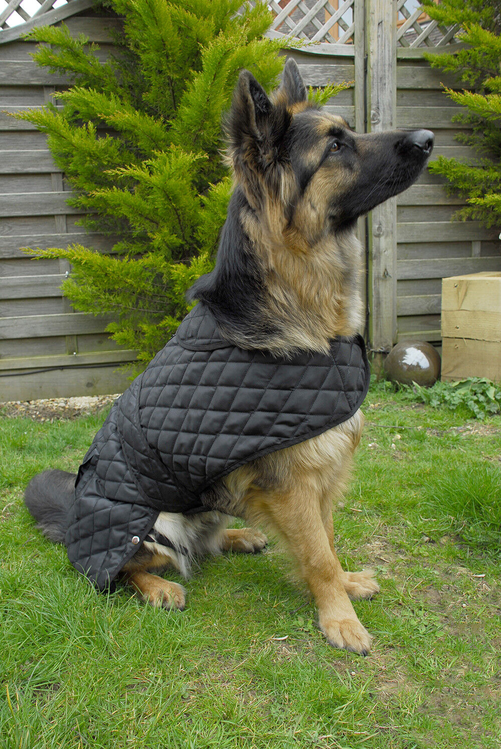 Picture of Rhinegold Balmoral Lightweight Quilted Padded Dog Coat  | XS-XXL | Black