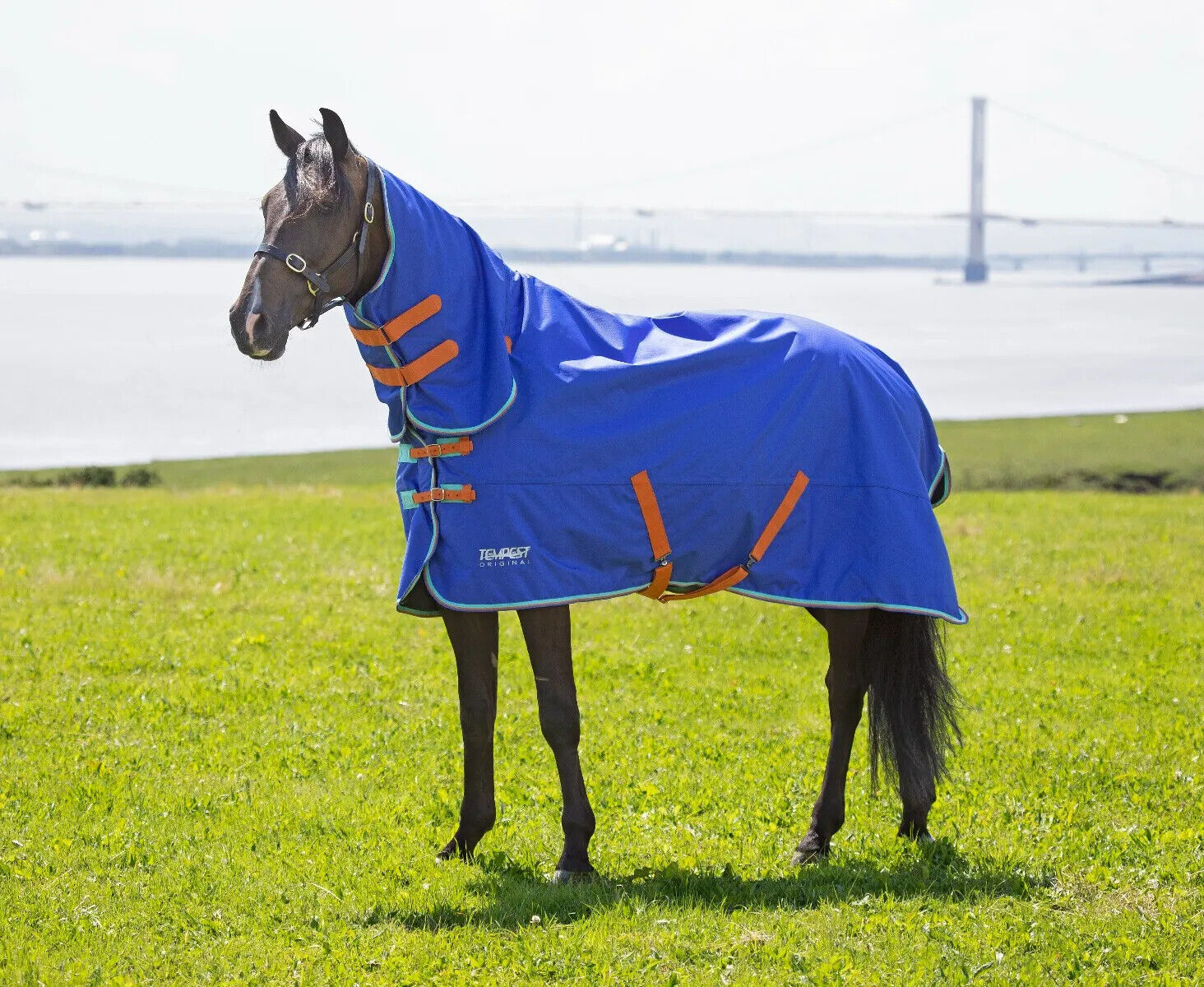 Picture of Shires Tempest Original 50g Horse Turnout Rug | Combo Full Neck | Lightweight,