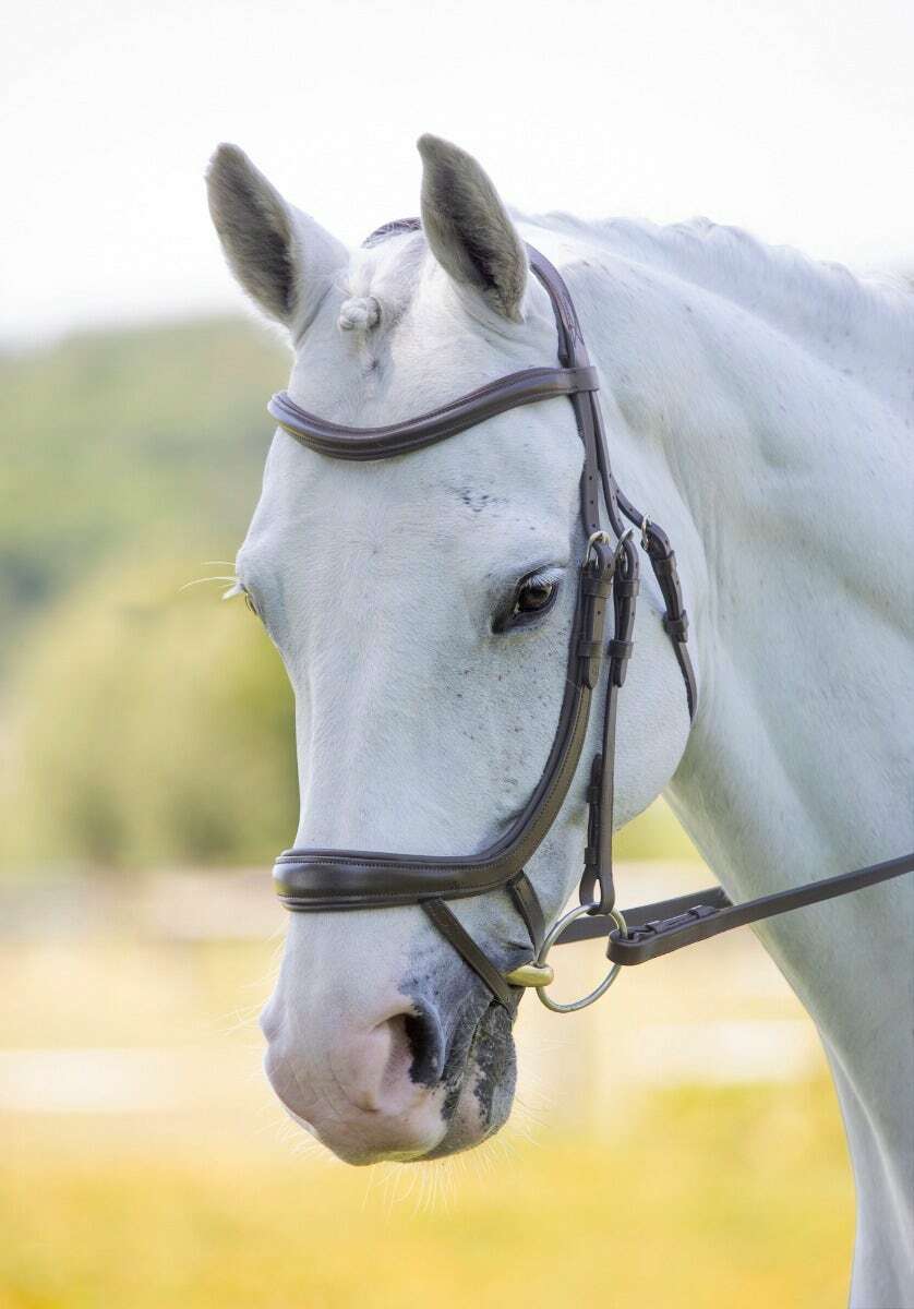 Picture of Shires Velociti Rapida Ergonomic Curved Flash Bridle | 2 Colours | 4 Sizes