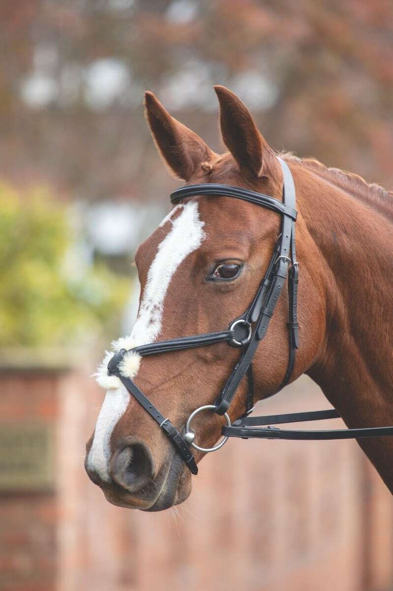 Picture of Shires Velociti Gara Mexican Bridle | 2 Colours | 3 Sizes