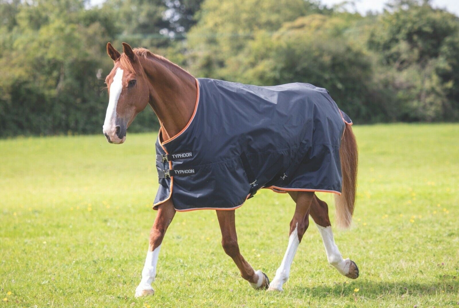 Picture of Shires Typhoon 200g Mediumweight Horse/Pony Turnout Rug | 840Denier | Outdoor