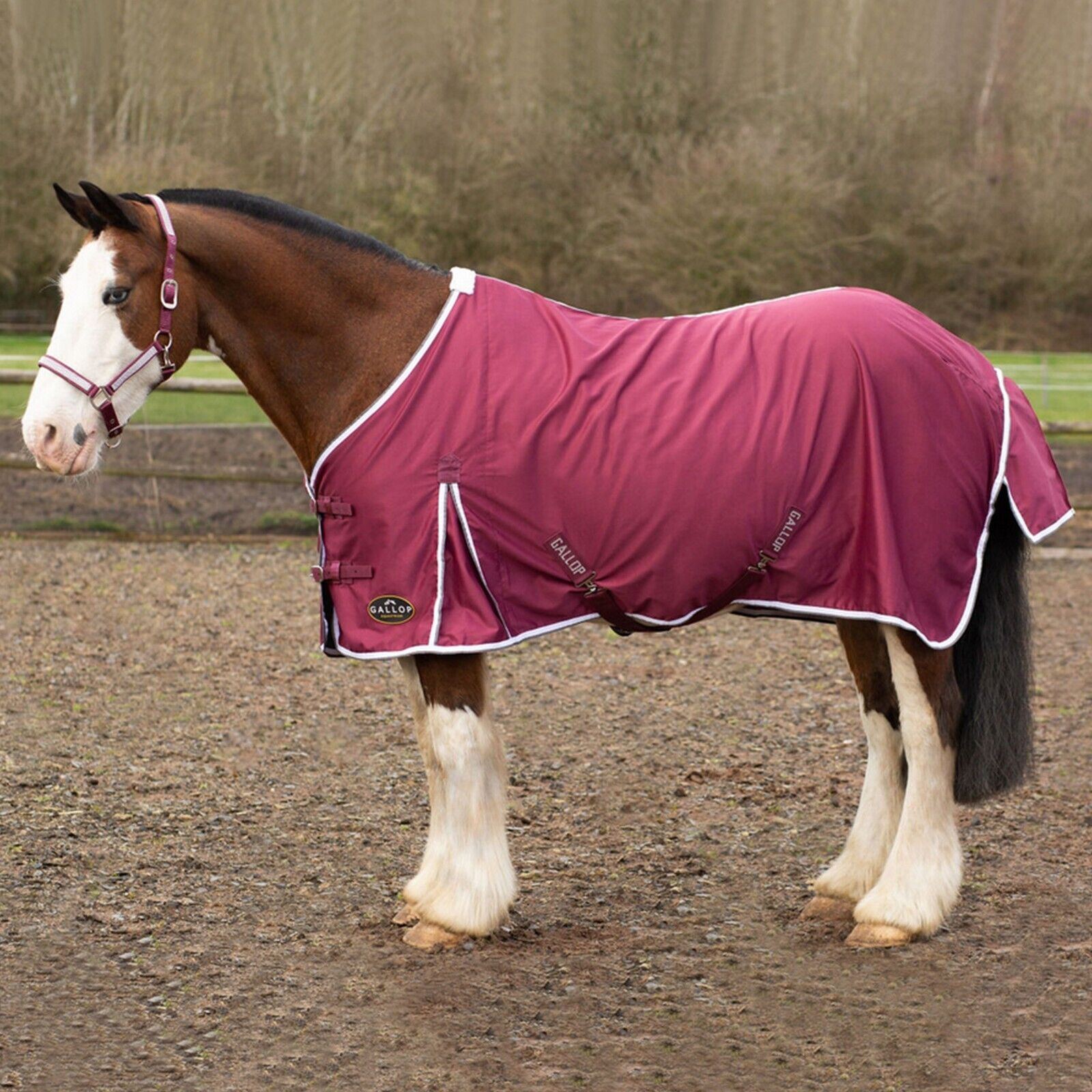 Picture of Gallop Summer Sheet Standard Neck, Horse Rug, Lightweight,