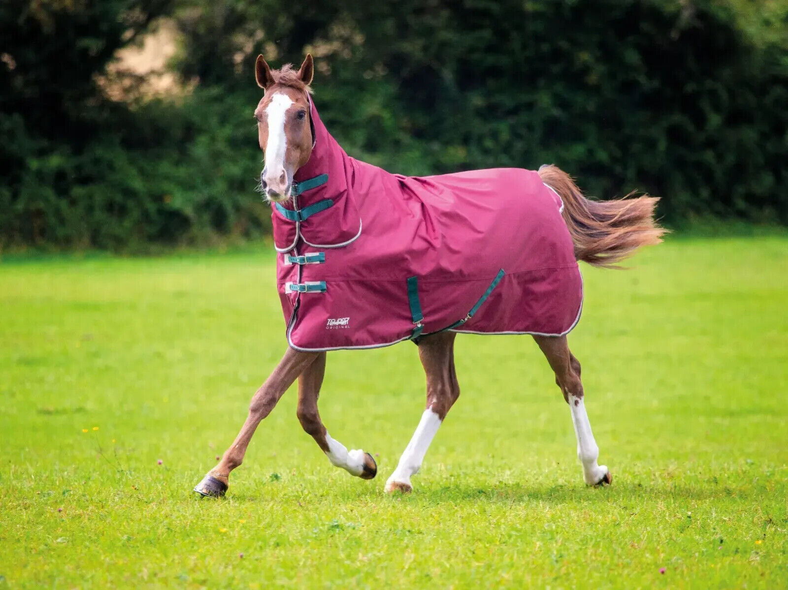 Picture of Shires Tempest Original 200 Horse Turnout Rug Full Neck |  2 Colour Options