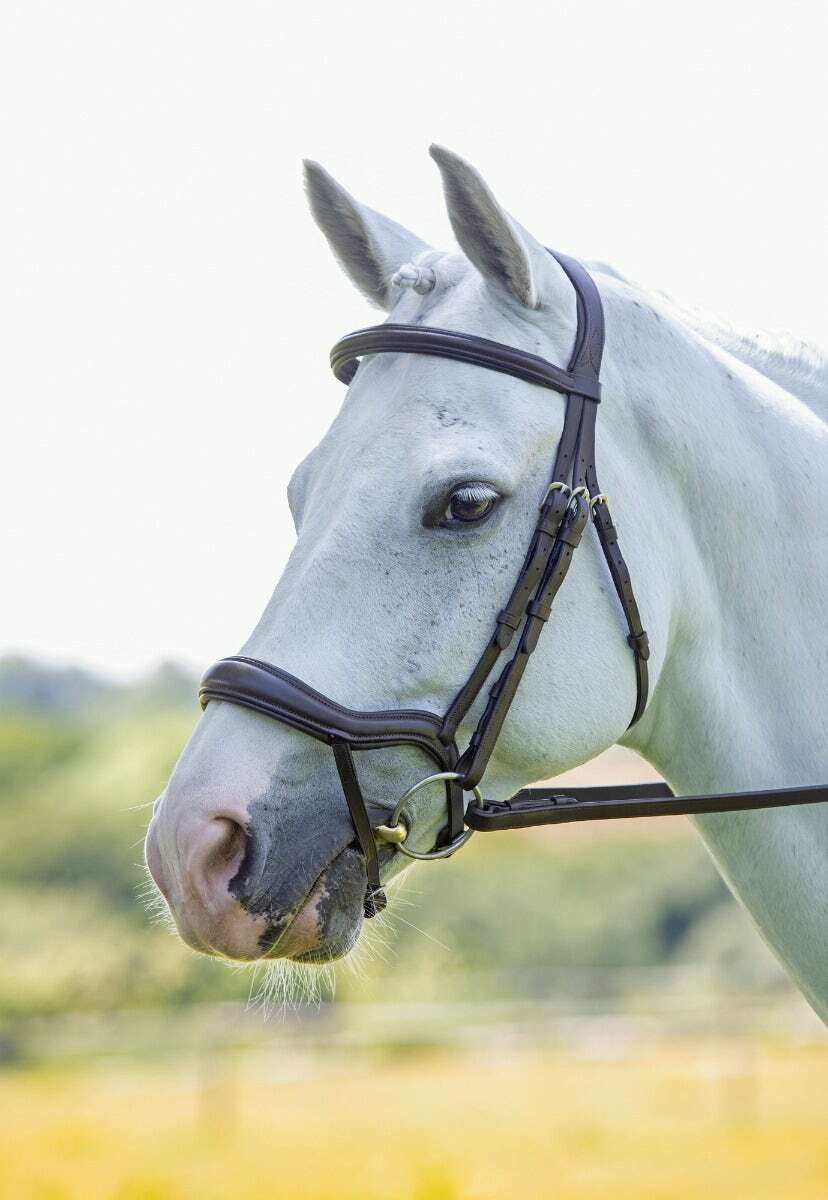 Picture of Shires Velociti Rapida Ergonomic Flash Bridle |  2 Colours | 4 Sizes