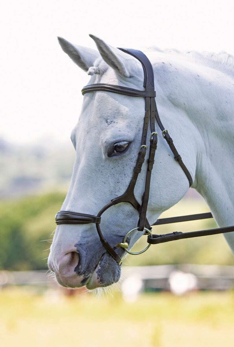 Picture of Shires Velociti Rapida Rolled Padded Cavesson Bridle | 2 Colours | 4 Sizes