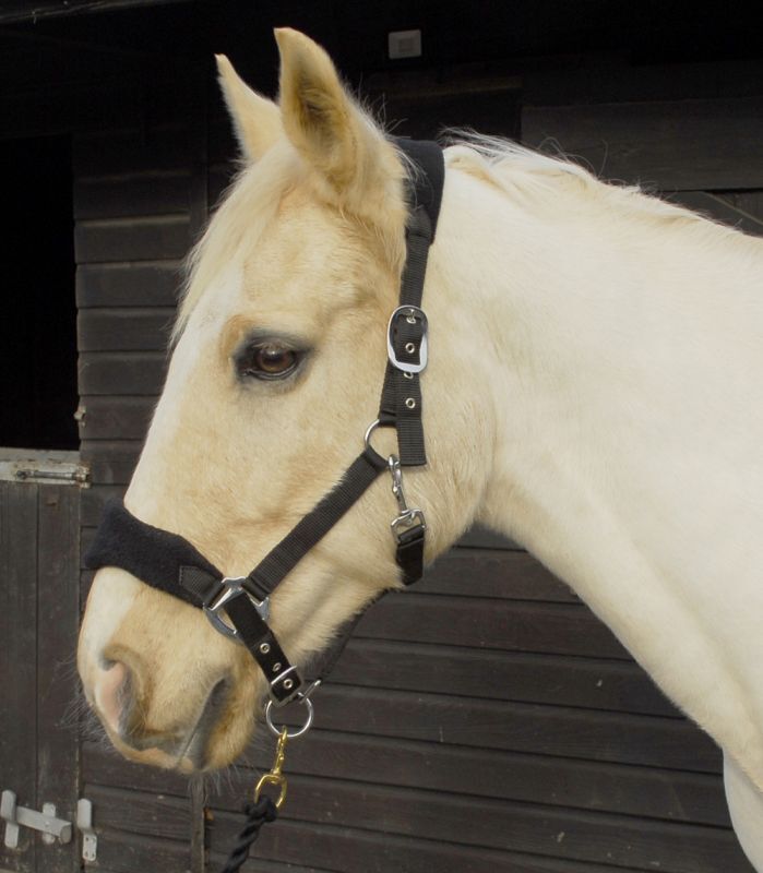 Picture of Rhinegold Comfort Padded Headcollar And Lead Rope Set | 4 Colours | Adjustable