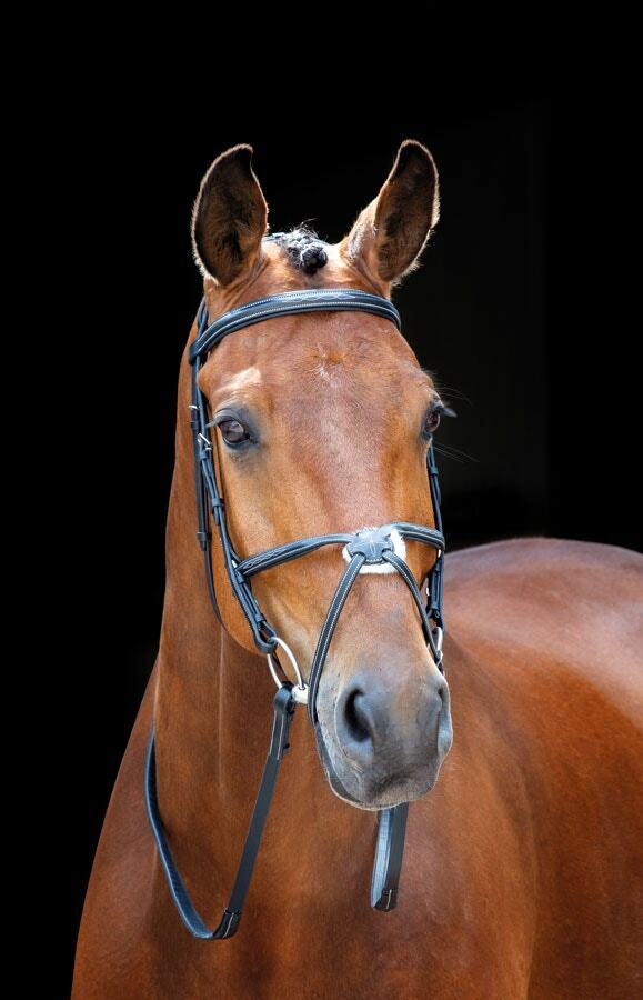 Picture of Shires Salisbury Brackley Horse / Pony Snaffle Bridle |  Black or Aus Nut