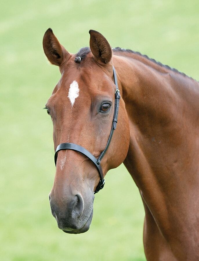 Picture of Shires Velociti Gara Cavesson Noseband | 2 Colours | 3 Sizes