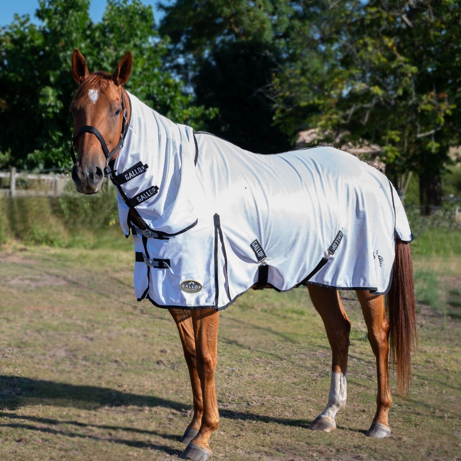 Picture of Gallop Essentials Mesh Horse Bug Fly Rug | Full Neck Combo Lightweight | 4'6"-7'