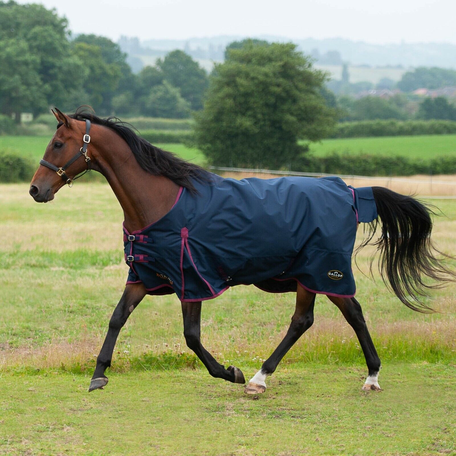 Picture of Gallop Trojan Horse Turnout Rug LightWeight 50G Standard Neck Navy/Burgundy