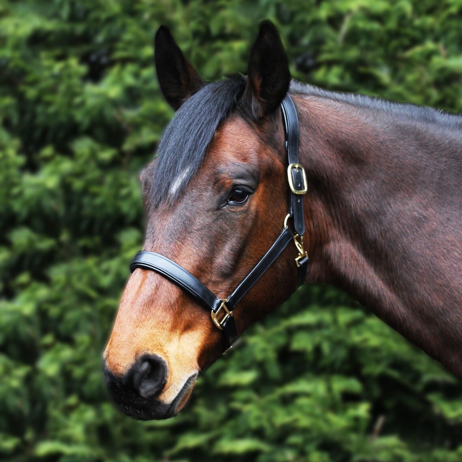 Picture of Padded Leather Headcollar, Gallop Adjustable Headcollar,  Brass Fittings