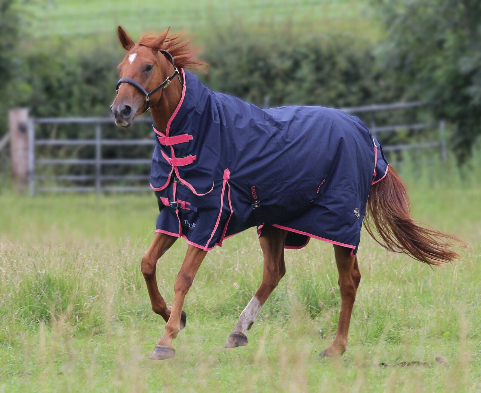 Picture of Gallop Trojan 50G Lightweight Full Fixed Neck Combo Horse Turnout Rug Navy/Pink