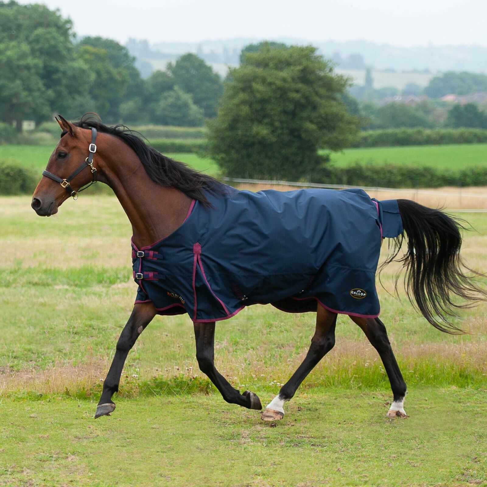 Picture of Gallop Trojan 50G Lightweight Horse Turnout Rug Standard Neck