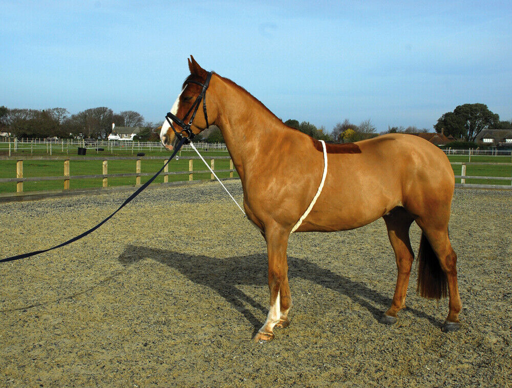 Picture of Rhinegold Soft Lunge Aid | Fully Adjustable | Schooling Aid