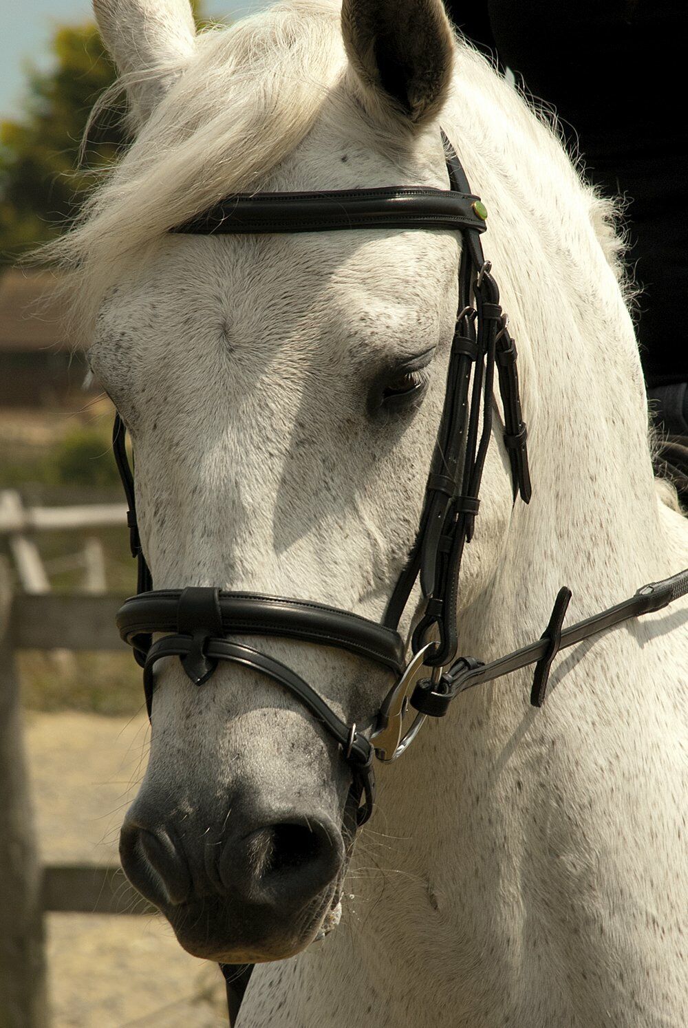Picture of Rhinegold German Leather Bridle | Detachable Flash Noseband | Black or Havana
